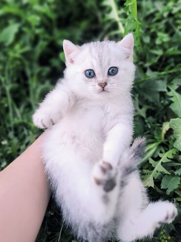 котята сибирской кошки: Скотиш Страйт (Шотландская прямоухая), 1 месяц, Девочка, Серебристая шиншилла, С документами