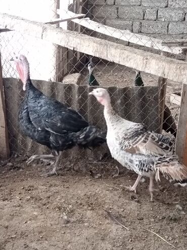 Hinduşka: Biri erkeydi biri diwi.diwi yumurtlayir.isteyen elaqe