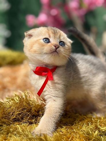 Pişiklər: Britan — 8