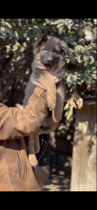 İtlər: Alman çoban iti, 3 ay, Erkek, Peyvəndli — 13