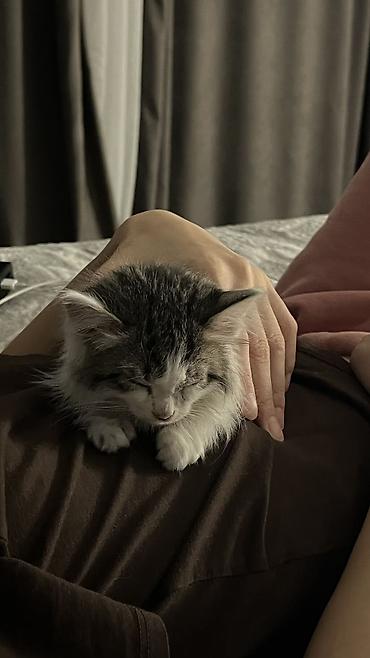 кошка малинкый: Беспородная, 2 месяца, Девочка, Биколор, Приучена к лотку — 5