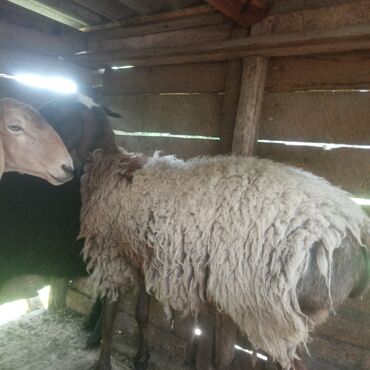 Бараны, овцы: Продаю | | Арашан | Для разведения | Племенные