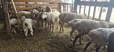 Баран, овца: Продаю | Овца (самка), Ягненок, Баран (самец) — 2