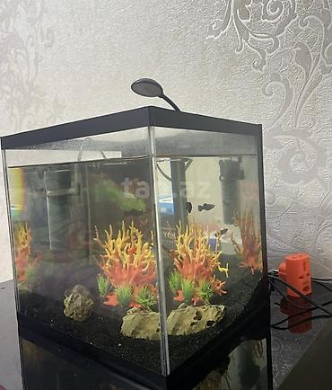 akvarium balaca: Dördbucaq akvarium, Balıqlarla birlikdə, 27 l — 3