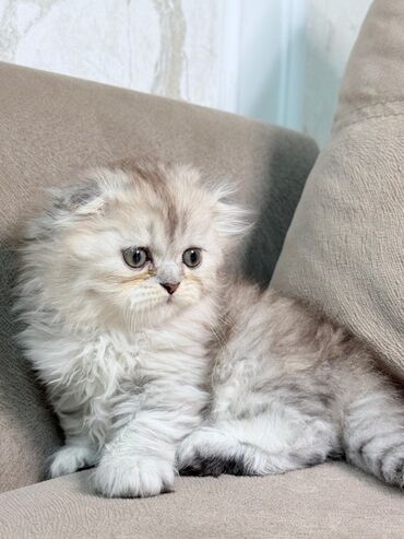 Pişiklər: Şinşilla, Dişi — 8