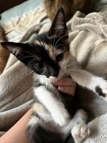 котятя: 🐱 Отдам котят в добрые руки! Ищем любящих и ответственных хозяев для — 2