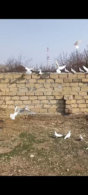 Göyərçinlər: Kom bir nesil 12 tük ağlar çılpaq 23 quşdu kom 220 m - Növ: ev — 7