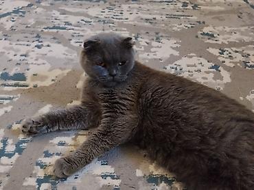 Скотиш Фолд (Шотландская вислоухая), 2 месяца, Девочка, Приучена к лотку