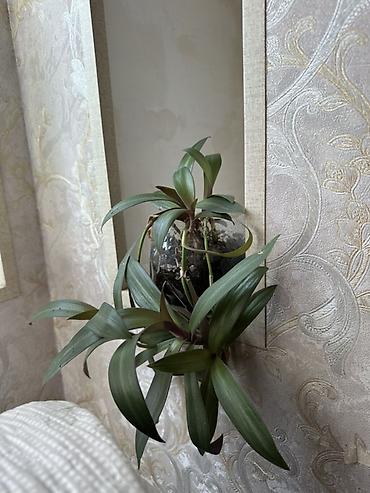 101 gul buketi: Bəzək üçün asma dekorativ bitki – Tradescantia (reodisantya) - Şüşə — 1