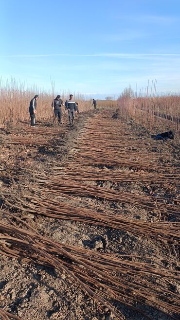 Tinglər: Təmiz və sağlam tingler isteyirsinizse bzmle əlaqə saxlaya blərsniz -da lalafo.az — 12 Tinglər: Təmiz və sağlam tingler isteyirsinizse bzmle əlaqə saxlaya blərsniz — 12