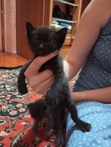 кот серый: Отдаю срочно котят в хорошие руки,серая(русско-голубая)девочка, черный