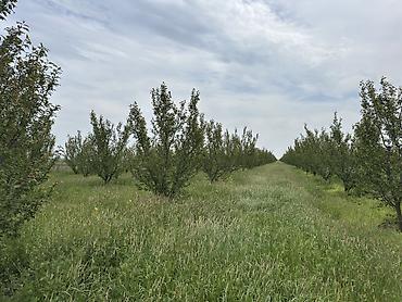 torpağ sahesi: 330 sot, Kənd təsərrüfatı, Kupça (Çıxarış) — 1