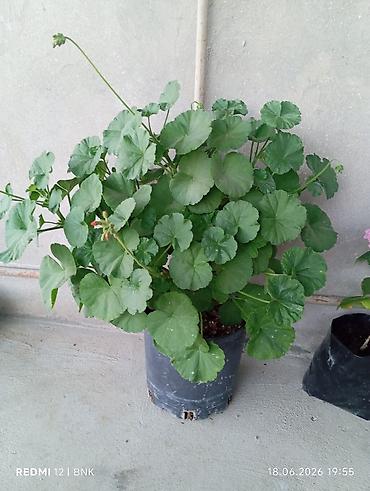 ətirşah bitkisi: Pelargonium (muşamba/geran) saksı bitkisi - Növ: Pelargonium zonale — 1