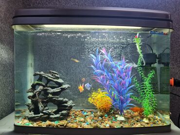 балык аквариум: Продаю аквариум 70 литров, со всем содержимым. Имеются 5 рыбок