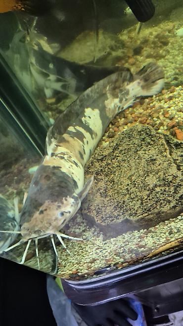 Балыктар: Сом клариус с мраморным окрасом (вариант марулиуса/клариевого типа) - — 3