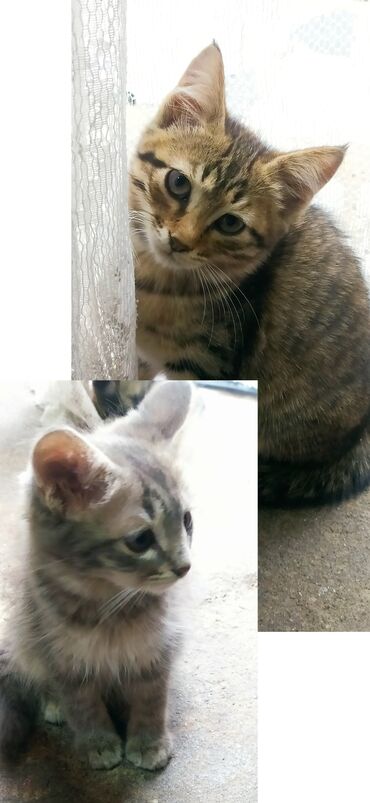 тайские кошки цена: Отдаю в хорошие руки серый котик кот с окрасом тигровая кошка