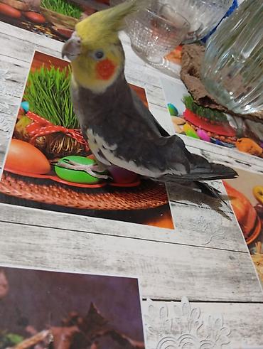 touz quşu: Nimfa (Cockatiel) quşları – qəfəs ilə birlikdə - Say: 5 ədəd nimfa - — 8