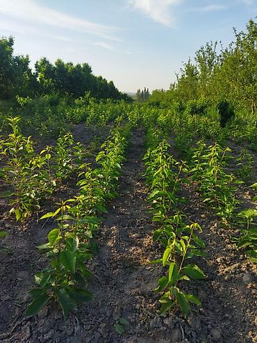 Фрукты и ягоды: Саженцы черешни - Питомник. Ряды молодых саженцев черешни открытого — 12