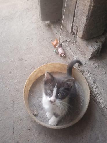 Кошка даром: Беспородная, 2 месяца, Девочка, Проглистована at lalafo.kg Кошка даром: Беспородная, 2 месяца, Девочка, Проглистована