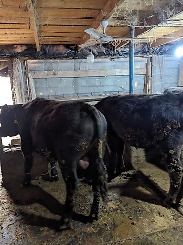 Коровы, быки: Продаю | Бык (самец) at lalafo.kg — 7 Коровы, быки: Продаю | Бык (самец) — 7