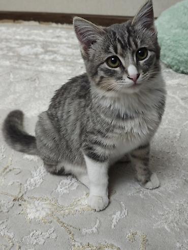кошка купить: Кошка даром: Беспородная, 6 месяцев, Девочка, Приучена к лотку — 2