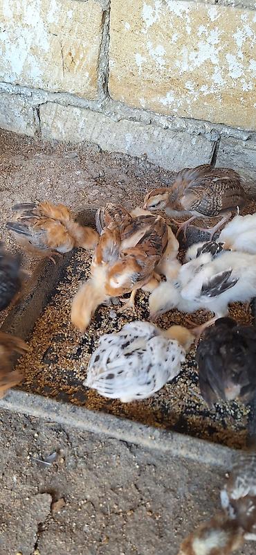 cücə satışı: Сhicks, Для мяса — 1