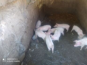 вьетнамские свиньи: Продаю | Поросенок | Крупная белая | Для разведения | Племенные