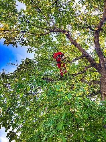 Спил деревьев, заготовка дров: Спил любых деревьев, в любых стесненных условиях, формирование кроны — 8