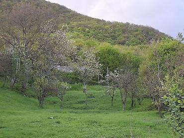 Torpaq sahələrinin satışı: Kənd təsərrüfatı — 3