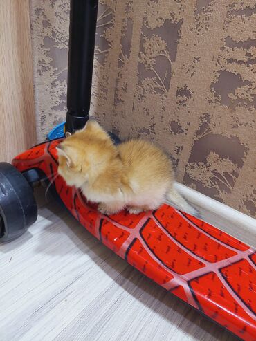 Pişiklər: Qızıl şinşilla, Erkək, Dişi, Ünvandan götürmə — 13