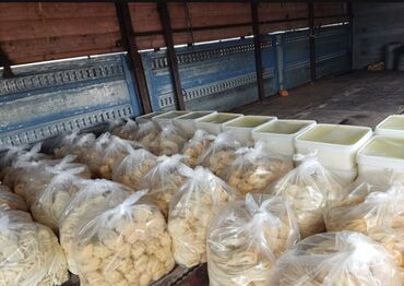 Другие продукты питания: Təzə süd məhsulları – duzlu pendir və pendir şorunda - Çeşidlər: südə