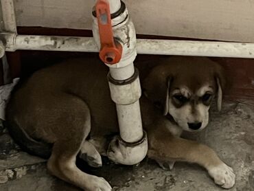 İtlər: 2 ay, Erkek