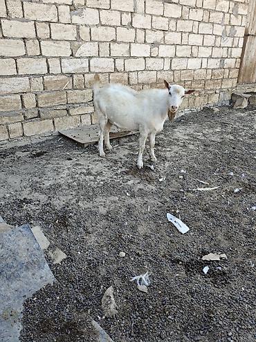 bakida cins ineklerin satisi: Her ikisi satilir. fevralda 2yasdari olacag. heyvanlar qobu kendindedi — 1