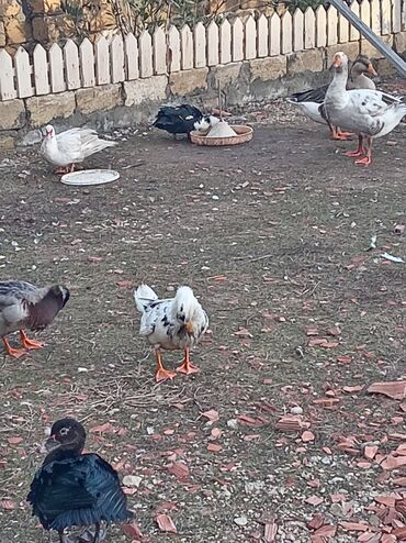 Ördəklər: 30 ədəd 2 aylıq Lal ördək balaları. 9 ədəd böyük Lal ördək. 2 ədəd — 9