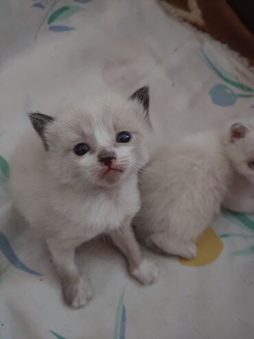 во сколько стерилизовать кошку: Сиамские котята скоро будут искать добрых хозяев. Пока ещё совсем
