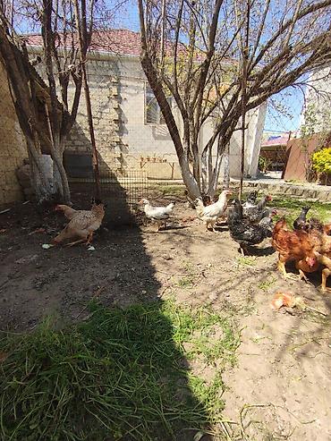 Xoruzlar: Xoruz, il: <1, Ünvandan götürmə — 8