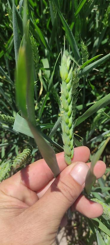 домашний текстиль шторы: Продаю 2 сорта пшеницына семена есть озимая ауксиноваяесть — 7