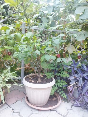 семена кукурузы: Цитрусовое лимонное дерево