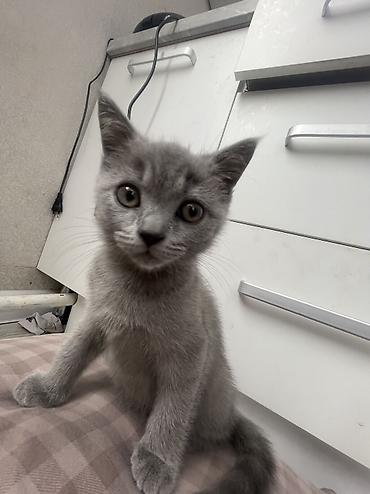 Другое: Серая кошка — 1