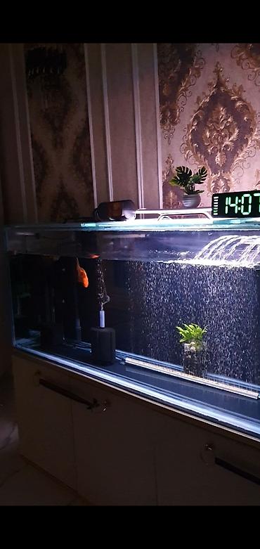 akvarium lampa: 450 litr həcmli böyük akvarium satılır. (2000₼ pul qoyulub) premium — 3