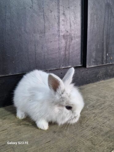 Dovşanlar: Ağ, tüklü karlik dovşan - Cinsi: karlik dovşan/ ev dovşanı - Rəng — 10