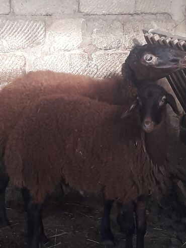 Gəmiricilər: Qala cinsi - Rəng: tünd qəhvəyi yun, qara baş və ayaqlar - Qulaq