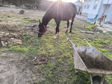 объявления о найденных животных: Сатам | Бээ (ургаачы) | Аргын