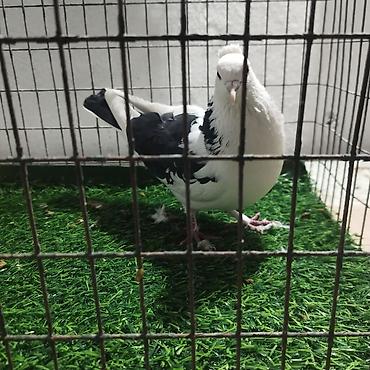 Другие с/х животные: Породистые декоративные голуби. Описание: - Порода — 4
