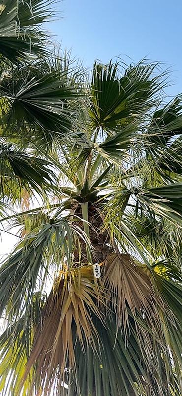 paulownia ağacı: Məhsul: 5 Dekorativ palma ağacları (fan tipli yarpaqlı, Washingtonia — 5