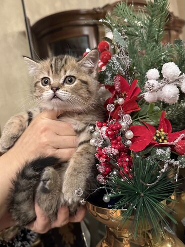 Pişiklər: Şotland — 9