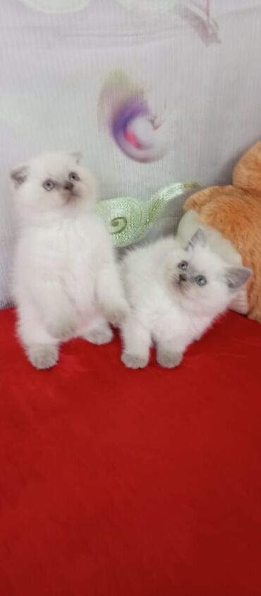 Pişiklər: Britan yastı qulaq, Erkək, Dişi, Yaxşı əllərə, Ünvandan götürmə, Pulsuz çatdırılma, Ödənişli çatdırılma — 147