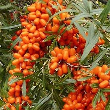 Chestnut saplings: Саженцы — 9