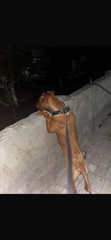 pitbul itlər: Pitbul, Erkək — 1