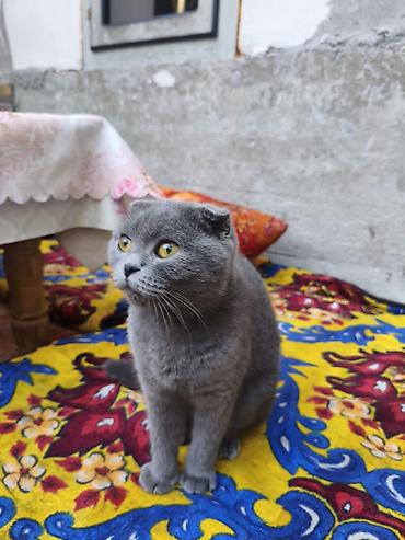 кошка вислоухая: Шотландская вислоухая кошка (Scottish Fold), окрас: сплошной голубой — 1